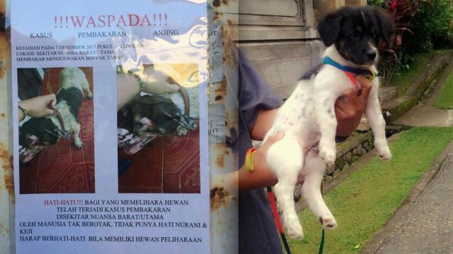 Anjing dibakar orang tak dikenal di Jimbaran. (Foto: dok. I Made Putra Wahyuda)