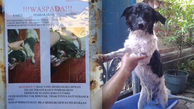 Anjing dibakar orang tak dikenal di Jimbaran. (Foto: dok. I Made Putra Wahyuda)