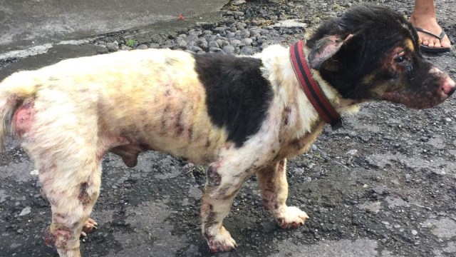 Anjing Pino yang dibakar (Foto: Dok Astiti Wahyuni)