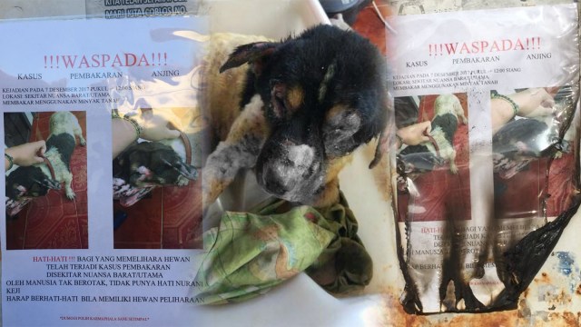 Anjing Pino yang dibakar. (Foto: Dok. Astiti Wahyuni)