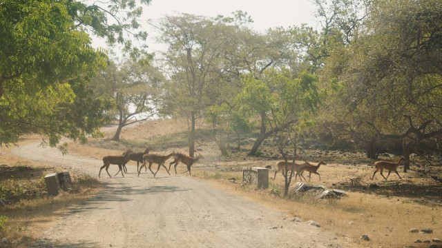 Kawanan rusa di Taman Nasional Baluran (Foto: Instagram  @dewimandasari)