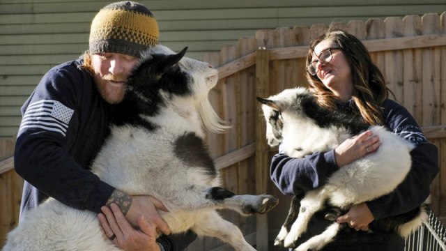 Pasangan dari Ohio Melepas Kambing-Kambingnya (Foto: The Blade/Jeremy Wadsworth)