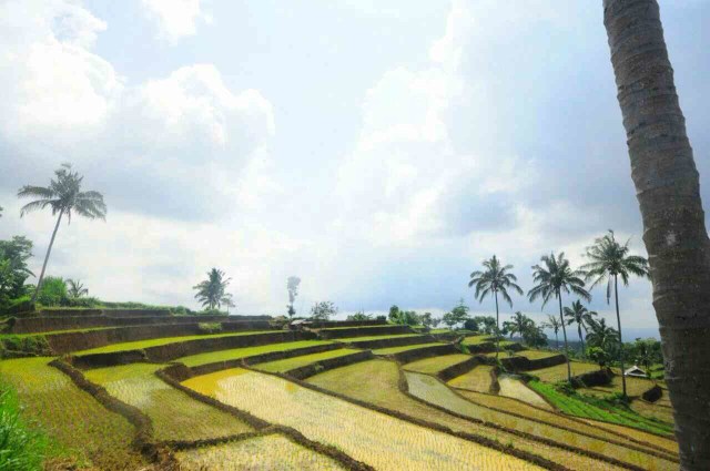 PESONA DESA BEBIDAS – AUTHENTIC PULAU LOMBOK (3)