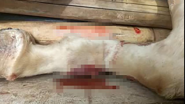 Kaki kuda patah. (Foto: Facebook Jakarta Animal Aid Network)