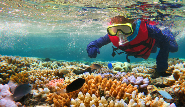 com-Melihat Terumbu Karang (Foto: Thinkstock)