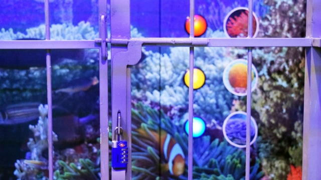 Escape Room SOS from the Deep (Foto: Dok. Coral Triangle Center)