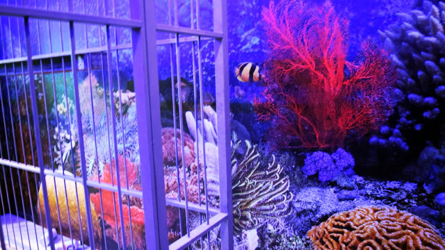 Escape Room SOS from the Deep (Foto: Dok. Coral Triangle Center)