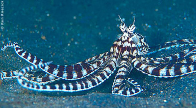 Gurita Penyamar Disebut Sebagai Gurita Terpintar di Dunia