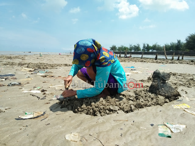 Saat Tepat Berburu Kerang di Pesisir Tuban