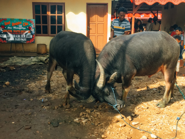 Melihat Rambu Solo: Upacara Pemakaman di Toraja (7)
