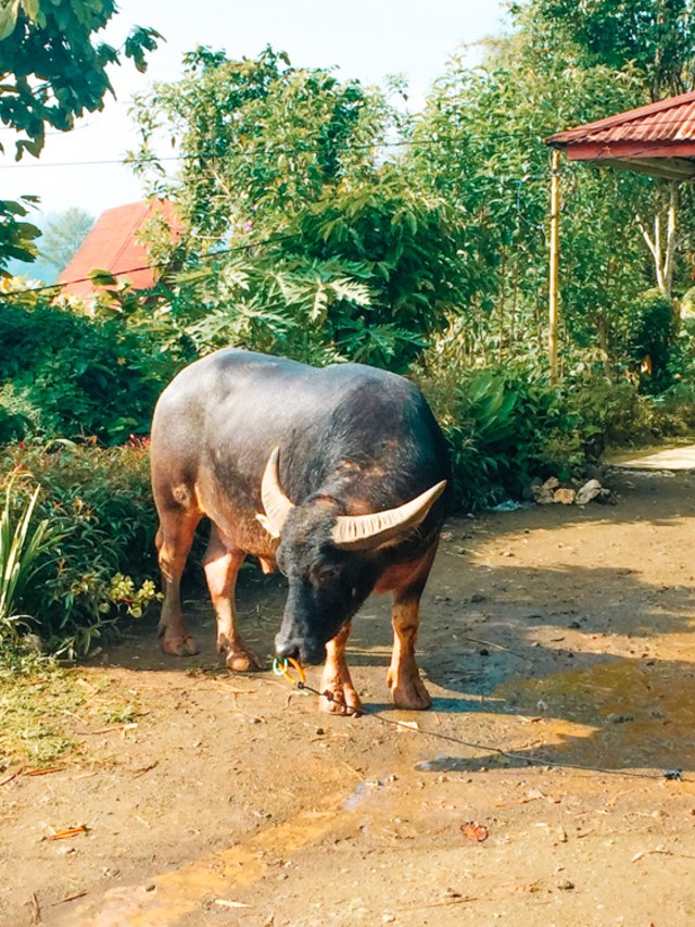 Melihat Rambu Solo: Upacara Pemakaman di Toraja (9)