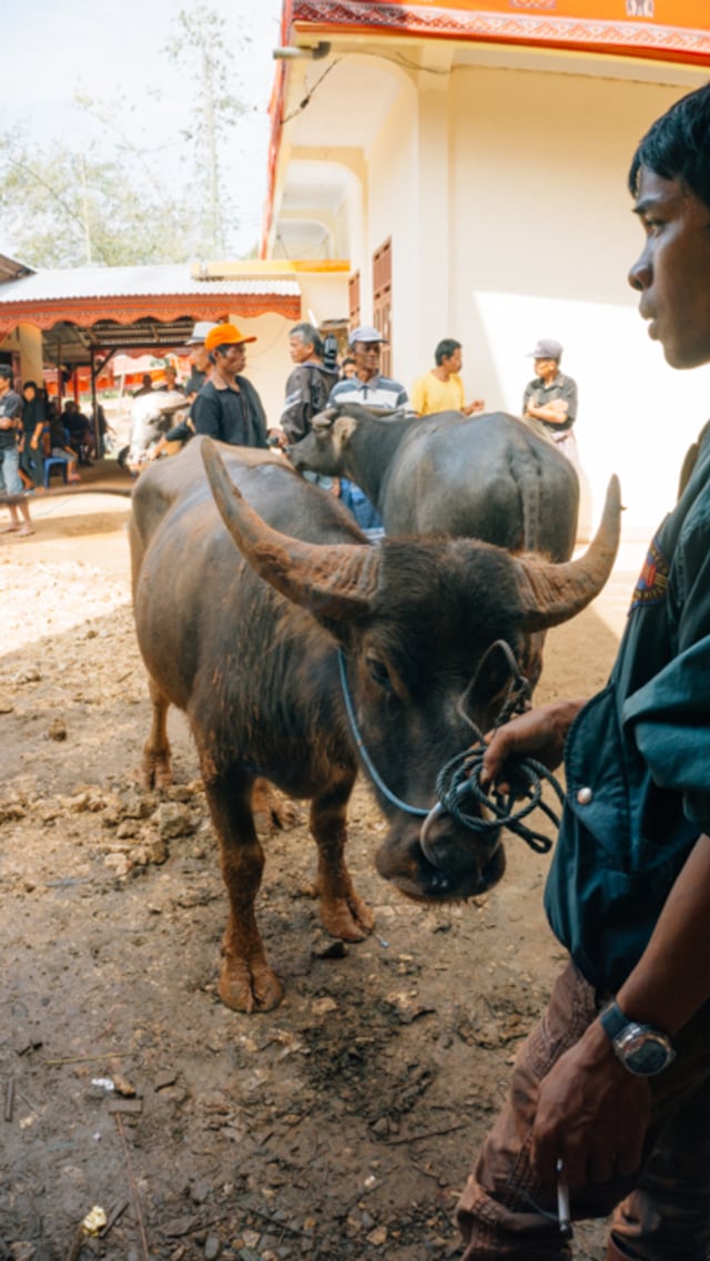 Melihat Rambu Solo: Upacara Pemakaman di Toraja (11)