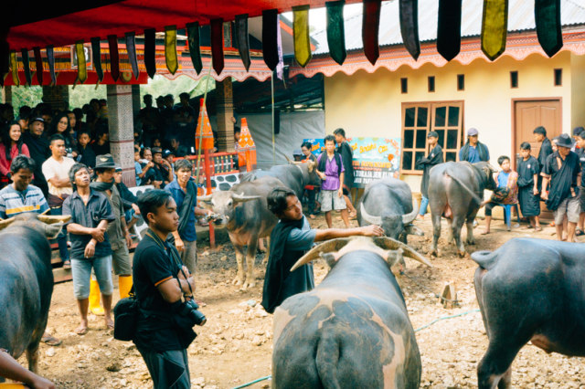 Melihat Rambu Solo: Upacara Pemakaman di Toraja (13)