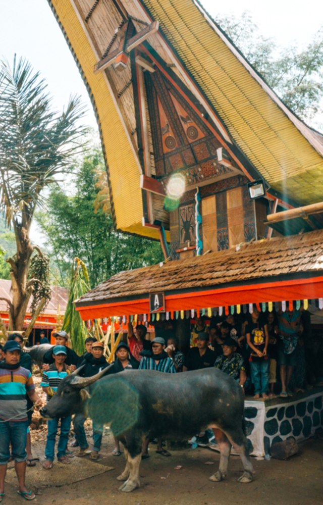 Melihat Rambu Solo: Upacara Pemakaman di Toraja (14)