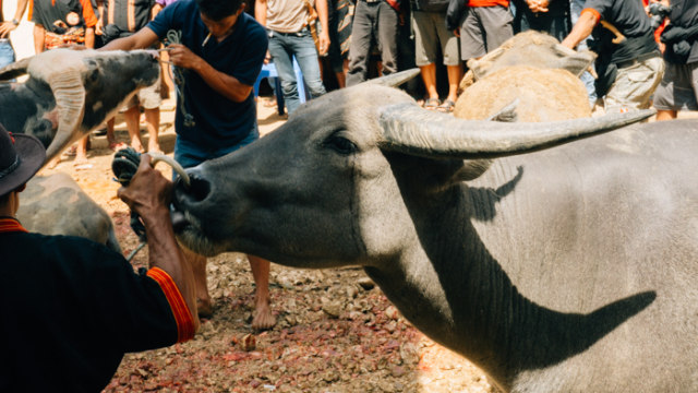Melihat Rambu Solo: Upacara Pemakaman di Toraja (15)