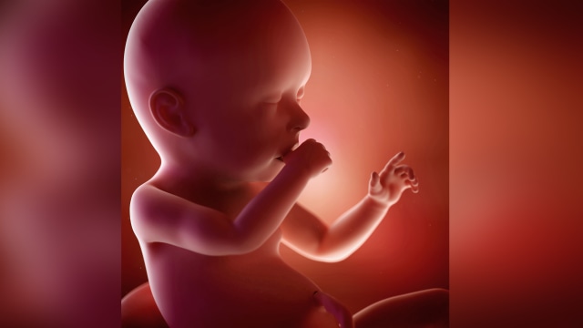 ilustrasi bayi di dalam perut  (Foto: Thinkstock)