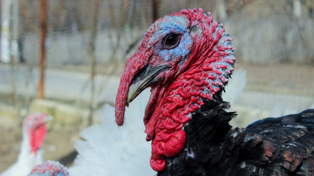 Kalkun memiliki bermacam fakta unik (Foto: Pixabay)