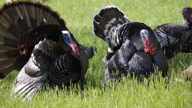 Kalkun merupakan burung favorit Benjamin Franklin (Foto: Pixabay)