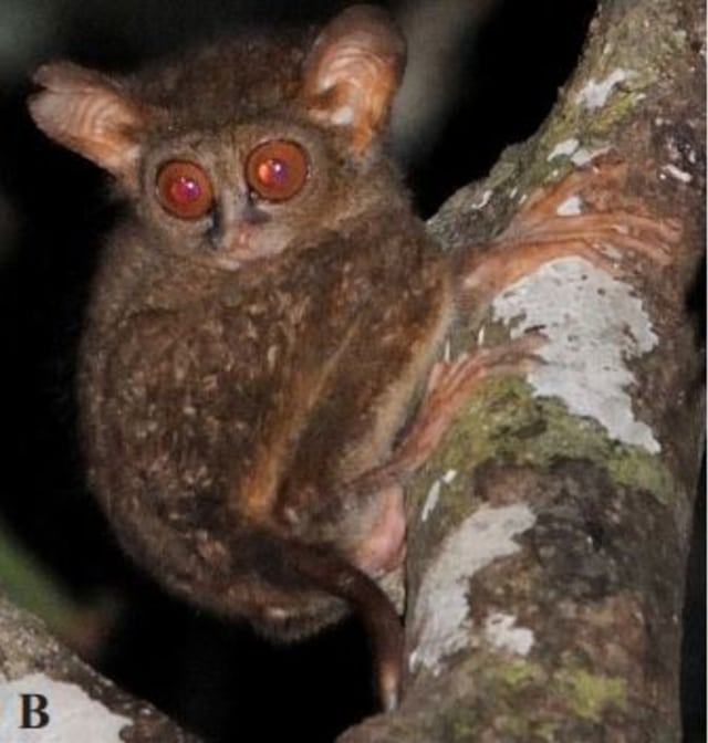 Tarsius Jatna (Foto: Myron Shekelle/journal Primate Conservation)