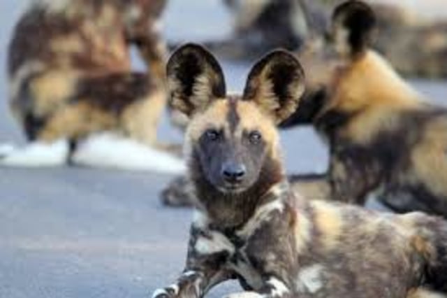 Saling Menghormati Di Antara Anjing Liar Afrika