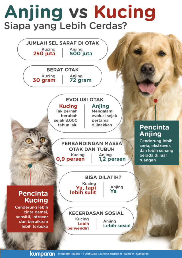 Kecerdasan Anjing vs Kucing (Foto: Bagus Permadi/kumparan)