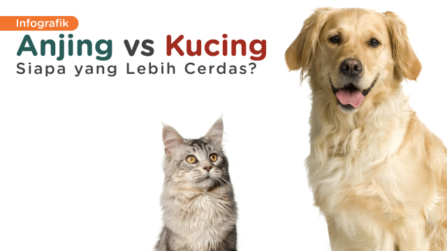 Kecerdasan Anjing vs Kucing (Foto: Bagus Permadi/kumparan)