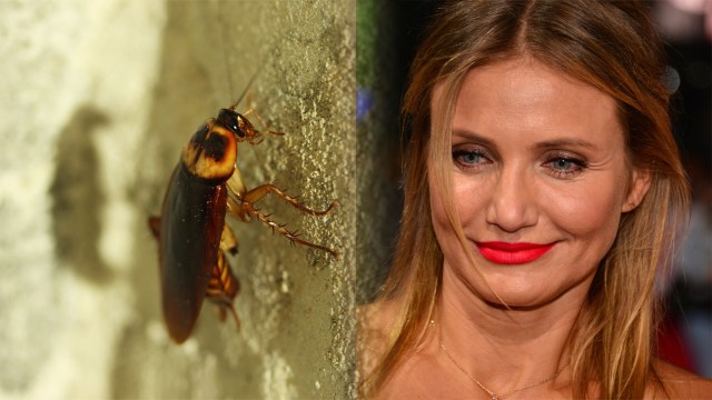 Cameron Diaz takut sama kecoa (Foto: Wikimedia Commons, Pixabay​)