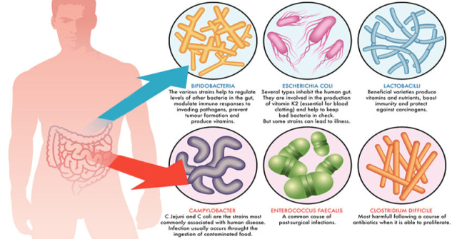 INI LHO MANFAAT PREBIOTIK BAGI TUBUH KAMU..