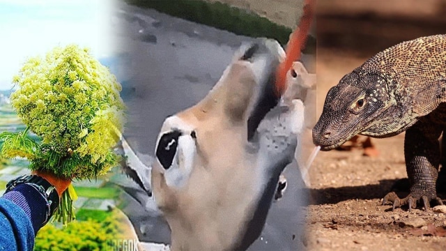 Kejadian di tempat wisata (Foto: Instagram @charlottepinuer @lombokhitm @batokdotco)