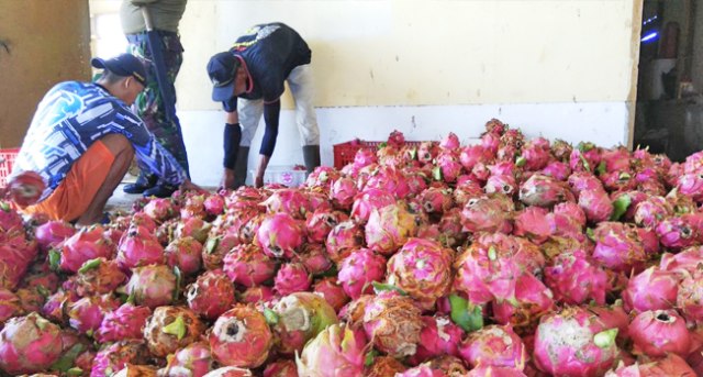 Panen, Buah Naga Hanya Tumbuh Subur di Ciemas Kabupaten Sukabumi