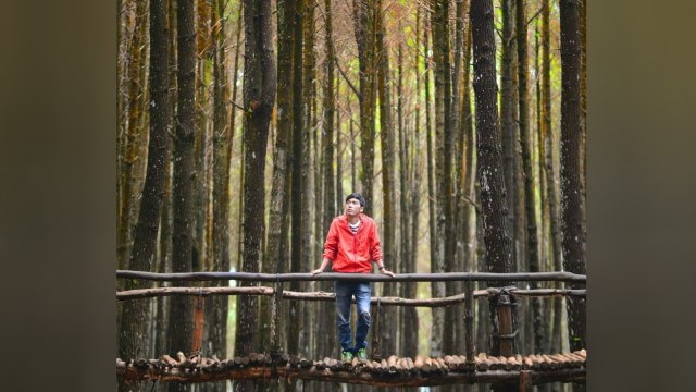 Hutan Pinus Nganjir. (Foto: Instagram @jogjajateng)