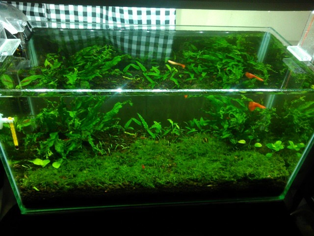 Aquascape karya Pintu Pemberitahuan Foto: Dok. Pintu Pemberitahuan 