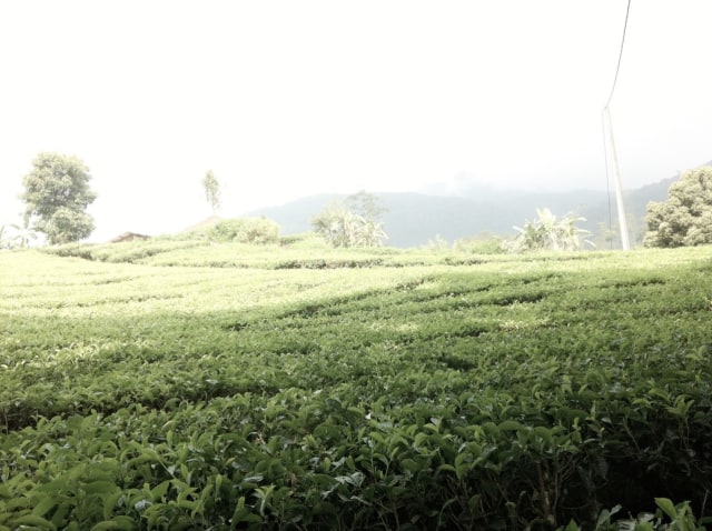 Pesona Kawah Putih Ciwidey Sebagai Kejutan Manis Untuk Sang Sahabat (4)