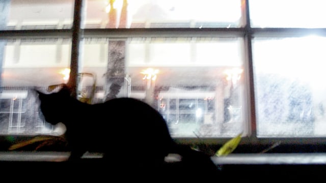 Populasi Kucing Liar Foto: Iqbal Firdaus/kumparan