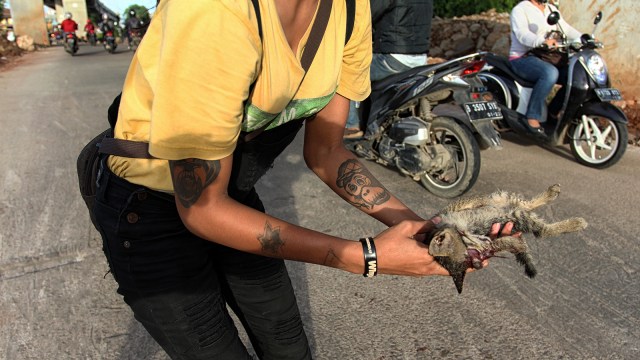 Populasi Kucing Liar (Foto: Iqbal Firdaus/kumparan)
