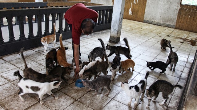 Populasi Kucing Liar (Foto: Iqbal Firdaus/kumparan)