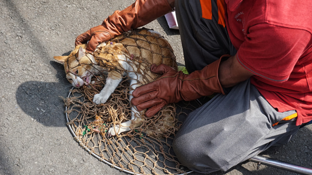 Populasi Kucing Liar Foto: Iqbal Firdaus/kumparan