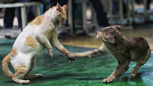 Populasi Kucing Liar (Foto: Iqbal Firdaus/kumparan)