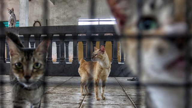 Populasi Kucing Liar (Foto: Iqbal Firdaus/kumparan)
