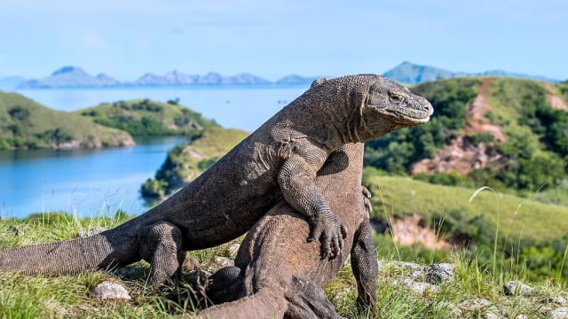 Komodo dapat kamu temukan di NTT (Foto: Instagram @liburanhematbanget)