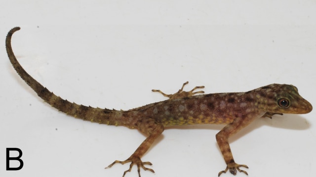 Cnemaspis purnamai (Foto: Awal Riyanto)
