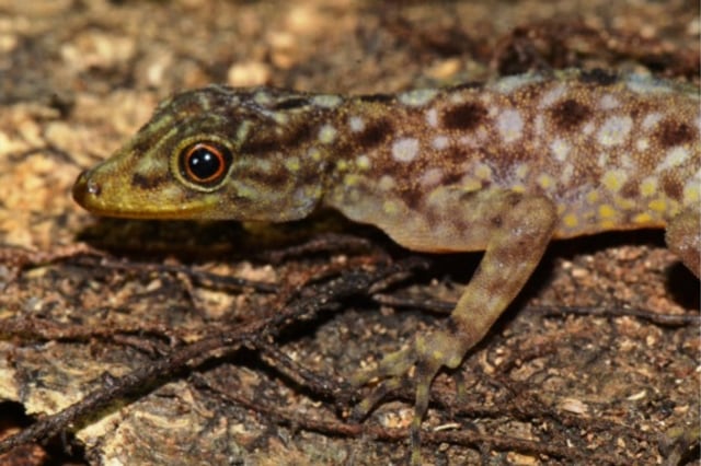 Cnemaspis purnamai (Foto: Awal Riyanto)