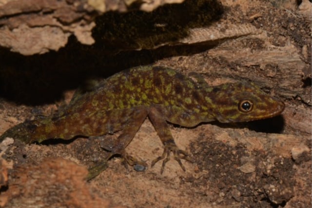 Cnemaspis purnamai (Foto: Awal Riyanto)