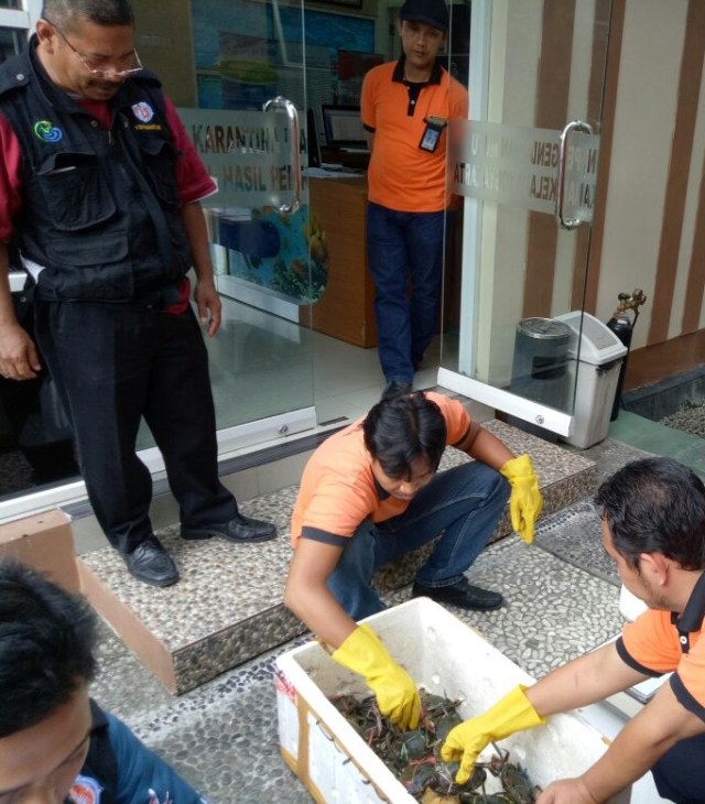 Undersized Crabs Translocation Thwarted at Adisucipto International Airport