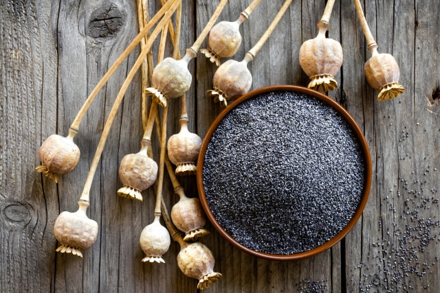 Biji bunga poppy  (Foto: thinkstock)