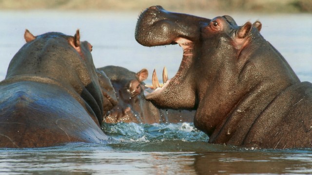 Kuda Nil. (Foto: Pexels)