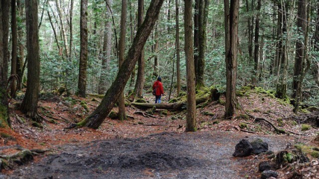 Hutan Aokigahara (Foto: Instagram @oletahendricks)