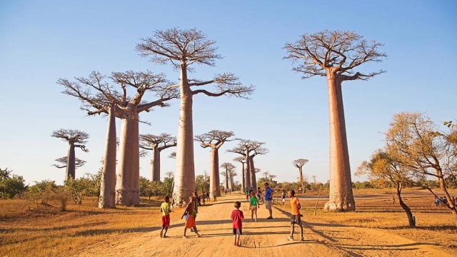 Avenue of Baobabs, Madagaskar (Foto: Instagram @lianne_ashton)