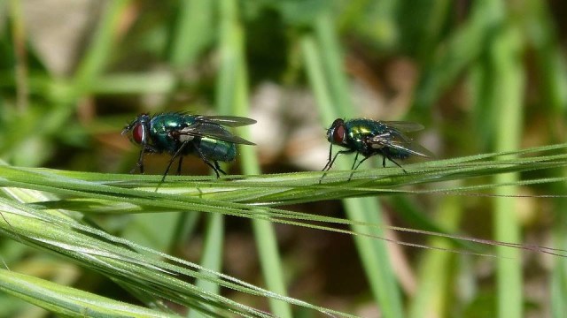 Ilustrasi Lalat Foto: Pixabay