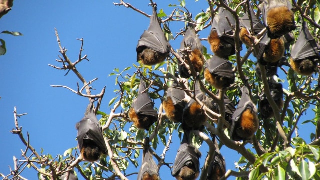 Kelelawar buah (Foto: Pixabay)